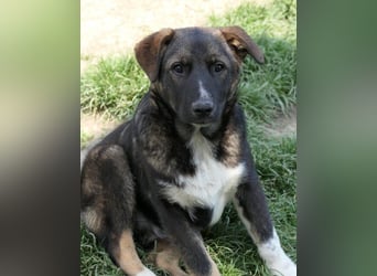 NEMO - zauberhafter Junghund sucht seine Familie