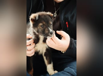 NEMO - zauberhafter Junghund sucht seine Familie