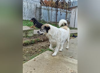 Luna, freundliches Hundefräulein auf der Suche nach dem Glück