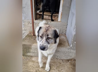 Luna, freundliches Hundefräulein auf der Suche nach dem Glück