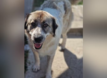 Luna, freundliches Hundefräulein auf der Suche nach dem Glück