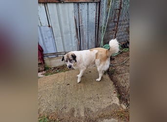 Luna, freundliches Hundefräulein auf der Suche nach dem Glück