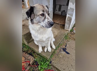 Luna, freundliches Hundefräulein auf der Suche nach dem Glück