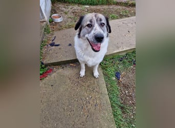 Luna, freundliches Hundefräulein auf der Suche nach dem Glück