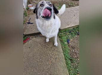 Luna, freundliches Hundefräulein auf der Suche nach dem Glück