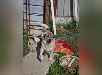 Luna, freundliches Hundefräulein auf der Suche nach dem Glück