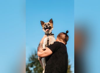 Verschmuste Busja sucht warmes Körbchen