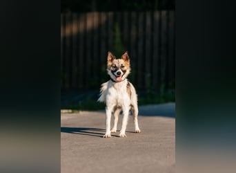 Verschmuste Busja sucht warmes Körbchen
