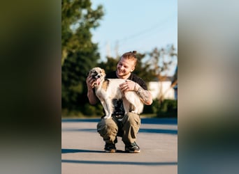 Verschmuste Busja sucht warmes Körbchen