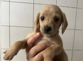 Welpenbub BUDDY sucht sein Glück