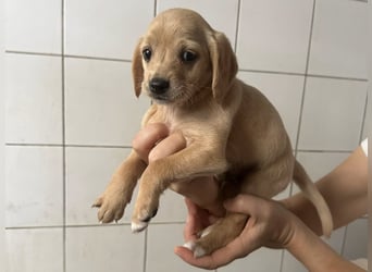 Welpenbub BUDDY sucht sein Glück