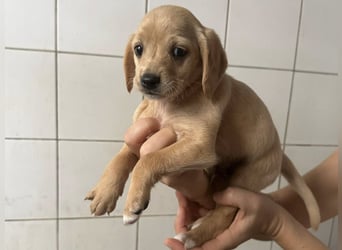 Welpenbub BUDDY sucht sein Glück