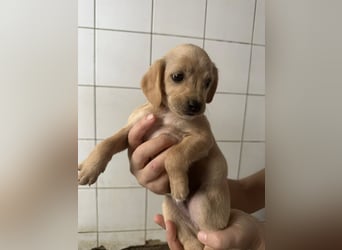 Welpenbub BUDDY sucht sein Glück