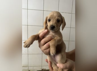 Welpenbub BUDDY sucht sein Glück