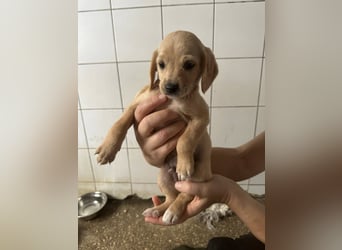 Welpenbub BUDDY sucht sein Glück