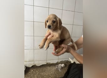 Welpenbub BUDDY sucht sein Glück