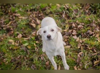 KIMANI - ich bin aufgeschlossen, munter und aktiv und suche eine unternehmungslustige Familie