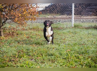 Chip-Nr.: 261357 - ich möchte zusammen mit meinen Menschen die Welt erobern!