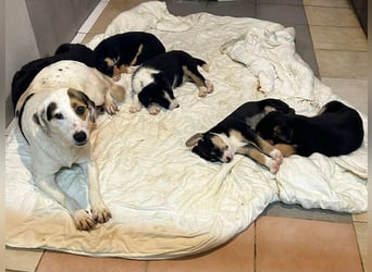 Welpe MIRCO - der kleine Schatz freut sich darauf, mit seinen Menschen die Welt zu entdecken!