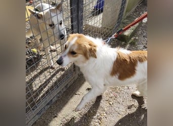 MALVA - wer schenkt mir sein Herz und ein Zuhause?