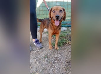 BAILEY - wer zeigt dem fröhlichen, dankbaren Rüden, wie schön ein Hundeleben sein kann?