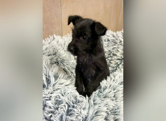 Welpe JANG - kuscheln, lernen, spielen - wer schenkt mir Liebe und ein tolles Hundeleben?