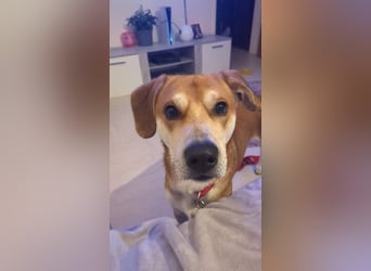 CHARLY - ich suche ein hundeerfahrenes Zuhause - am liebsten ohne kleine Kinder!