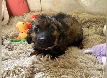 Welpe PAULA - der kleine Goldschatz freut sich auf ein tolles Leben an DEINER Seite!