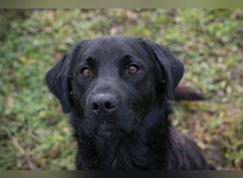 ARNE - der goldige, liebe Rüde freut sich sehr auf sein eigenes Zuhause!