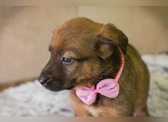 Welpe AMBER - knuddeln, lernen, spielen - schenkst du mir dein Herz und ein Zuhause?