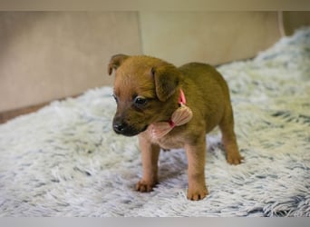 Welpe AIKA - die aufgeweckte kleine Maus freut sich auf ihre eigene Familie!
