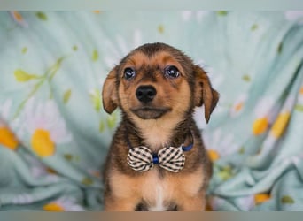 Welpe ELMO - wenn ich groß bin möchte ich ein richtiger Familienhund sein!