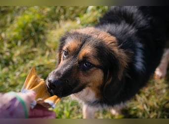 NAMIRA - die lebhafte, aktive Hündin ist nichts für Couchpotatos :-)