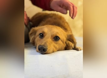 JARAH - welche einfühlsame Familie zeigt der schüchternen Maus, wie schön das Leben sein kann?