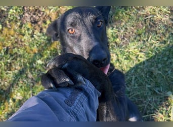 ANOUSH - das liebe Mädchen träumt davon, eine richtige Familienhündin zu sein!