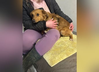 JARAH - welche einfühlsame Familie zeigt der schüchternen Maus, wie schön das Leben sein kann?