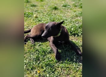 Internes Kennzeichen 25L - für diese aktive Junghündin suchen wir eine unternehmungslustige Familie!