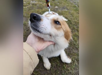 MALVA - wer schenkt mir sein Herz und ein Zuhause?