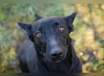 ANOUSH - das liebe Mädchen träumt davon, eine richtige Familienhündin zu sein!