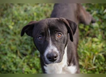 Chip-Nr.: 261357 - ich möchte zusammen mit meinen Menschen die Welt erobern!