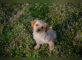 Welpe ULLI - schenkst du mir dein Herz und ein liebevolles Zuhause?