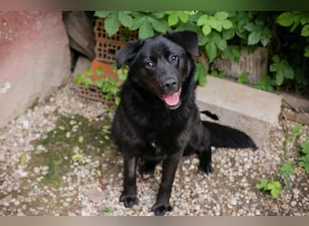 GITTA - die verspielte und unternehmungslustige Hündin möchte mit ihren Menschen die Welt entdecken