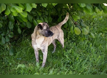 WILSON - der ruhige und bedächtige Senior mit der zarten Seele sucht ein liebevolles Zuhause