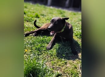 Internes Kennzeichen 25L - für diese aktive Junghündin suchen wir eine unternehmungslustige Familie!