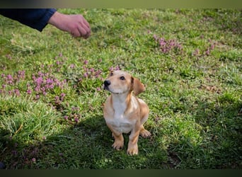 Welpe ELIZA - wenn ich groß bin möchte ich eine richtige Familienhündin sein...