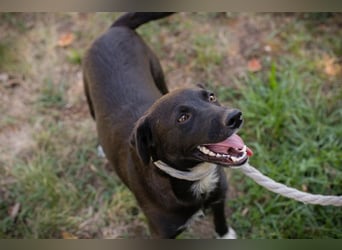 Chip 264832 - Junghund auf der Suche nach seiner Familie