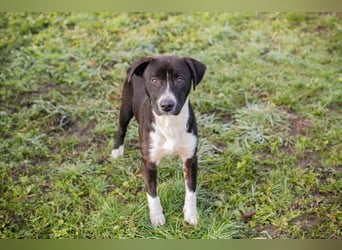 Chip-Nr.: 261357 - ich möchte zusammen mit meinen Menschen die Welt erobern!