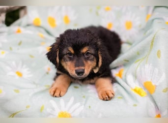 Welpe TIMO -wenn ich groß bin möchte ich ein richtiger Familienhund sein!