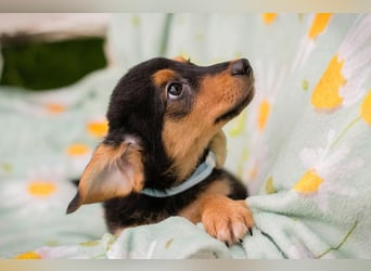 Welpe ERNI - der neugierige, unternehmungslustige und aktive kleine Rüde sucht ein tolles Zuhause