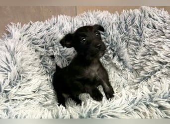 Welpe JANG - kuscheln, lernen, spielen - wer schenkt mir Liebe und ein tolles Hundeleben?